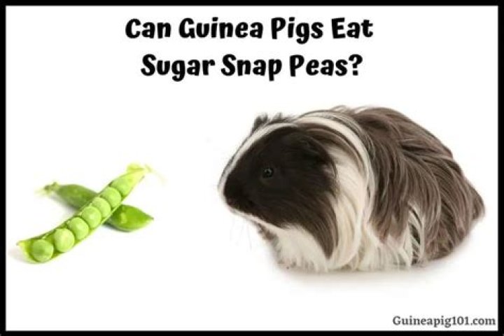 Can guinea pigs eat peas in a pod?