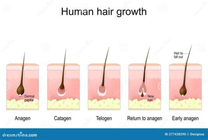 Can hair follicles grow back?