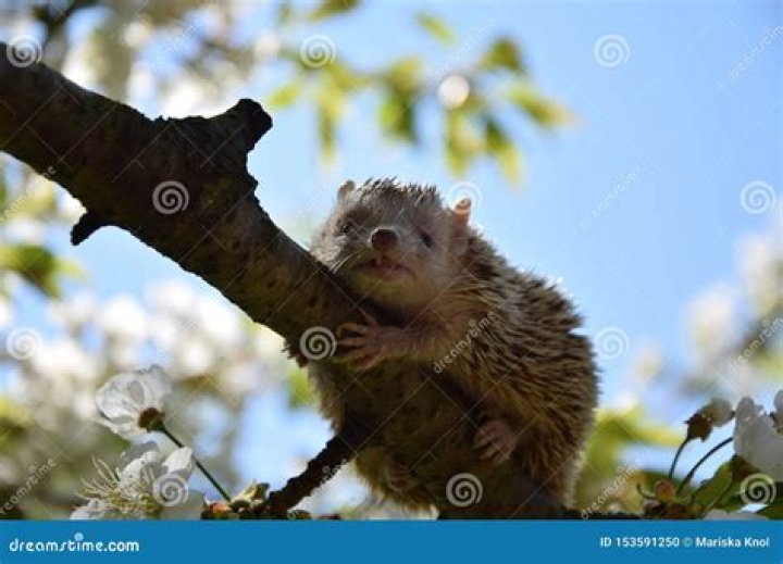 Can hedgehogs climb trees?