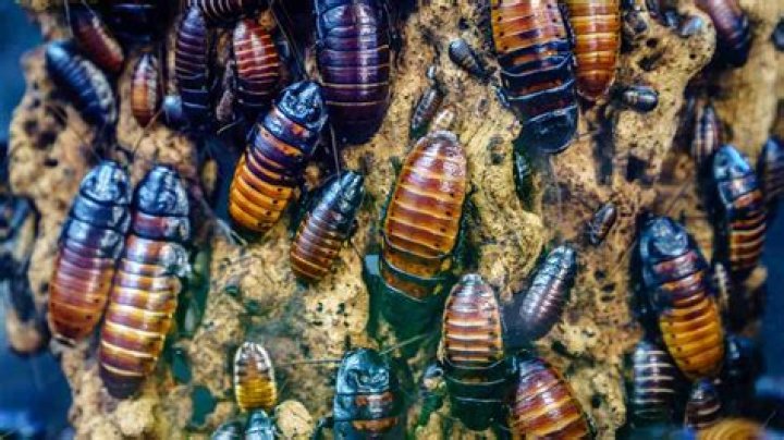 Can hissing cockroaches bite?