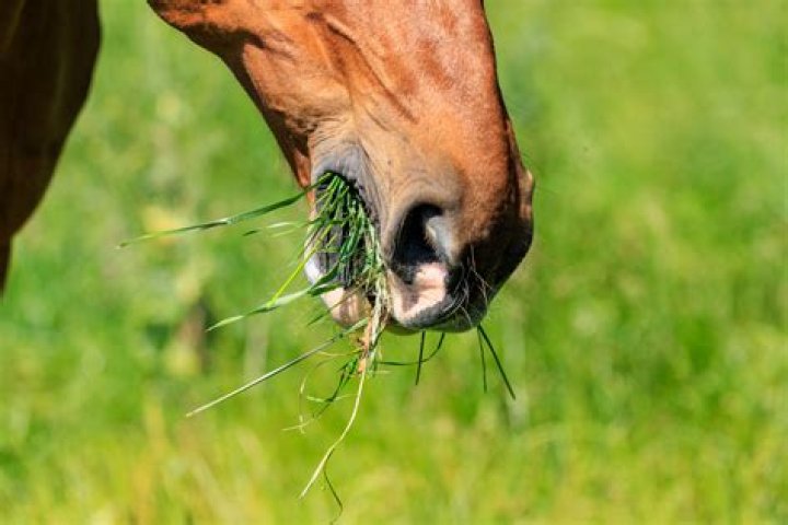 Can horses eat spear grass?