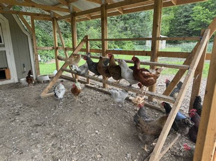 Can i have chickens in brant county?