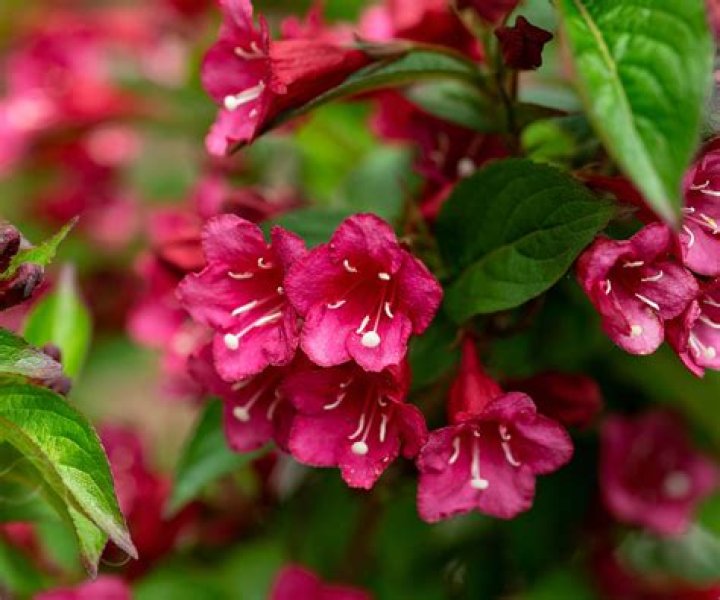 Can i prune weigela in july?