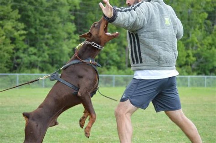 Can i train schutzhund?