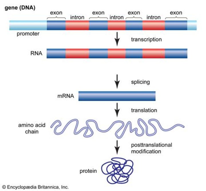 Can introns act as exons?
