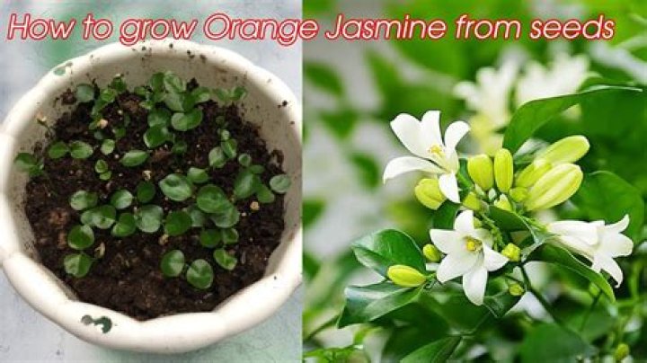 Can jasmine grow in full sun?