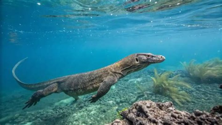 Can komodo dragons swim?