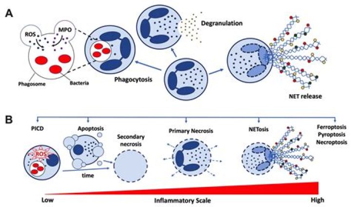 Can macrophages phagocytose viruses?
