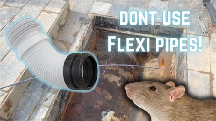 Can mice climb drainpipes?