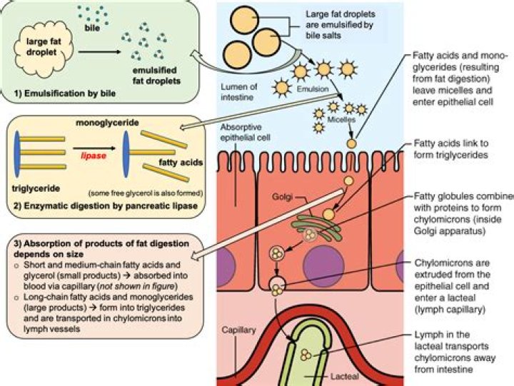Can monoglycerides be absorbed?
