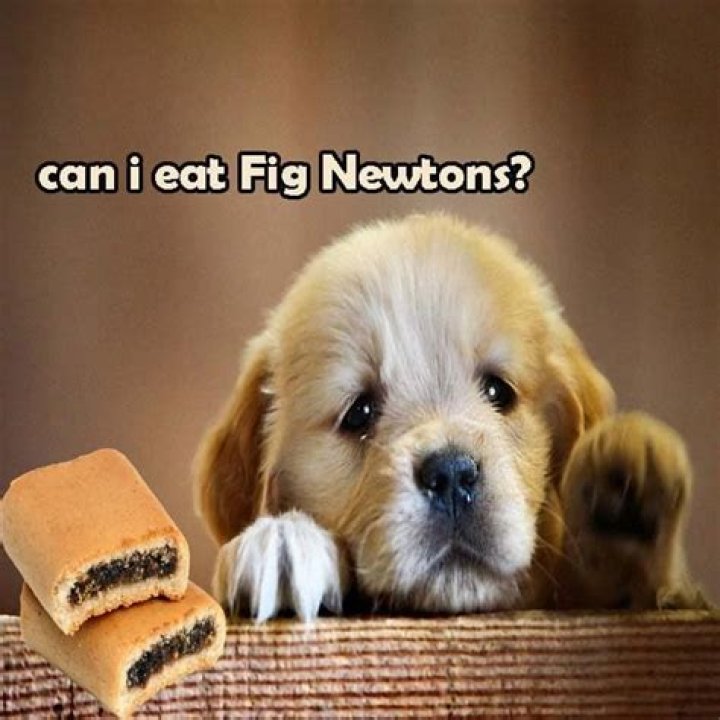 Can my dog eat fig newtons?