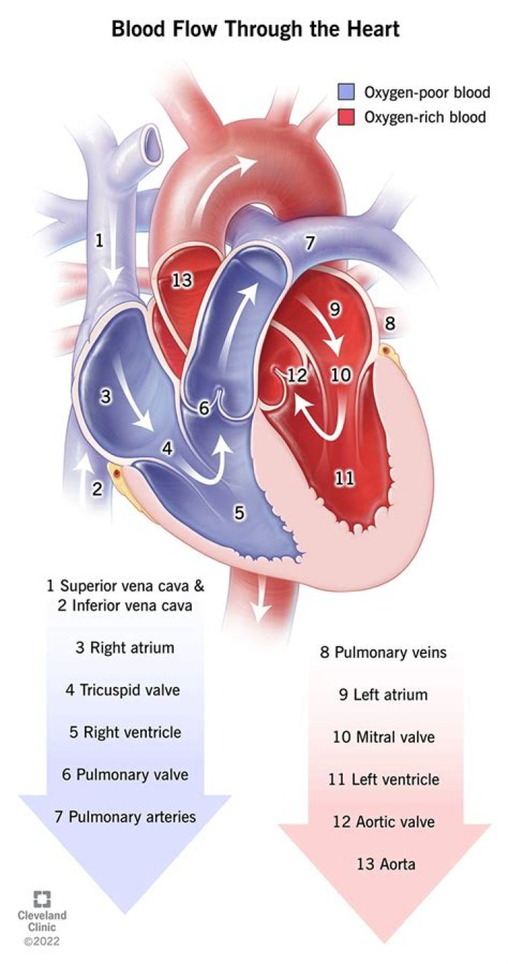 Can oxygenated blood return to the heart?