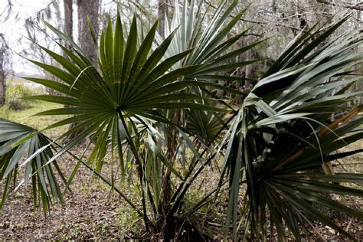 Can palmettos grow in virginia?