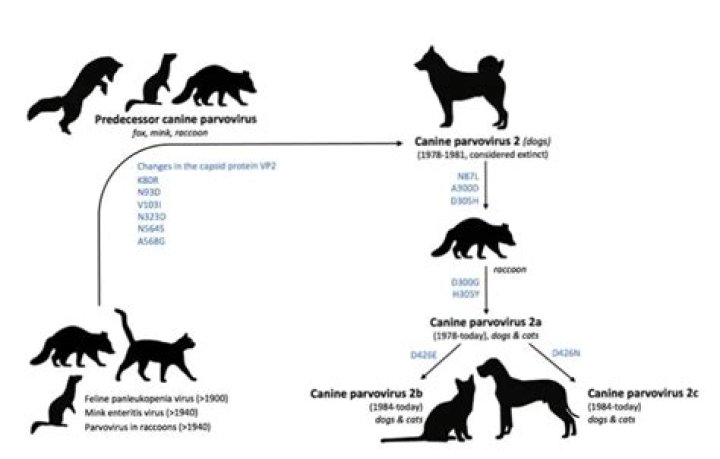 Can parvo be transmitted to cats?