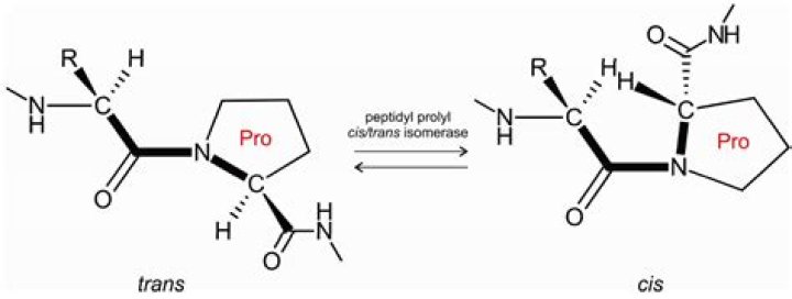 Can proline form peptide bonds?