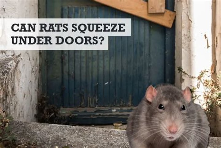 Can rats squeeze under doors?
