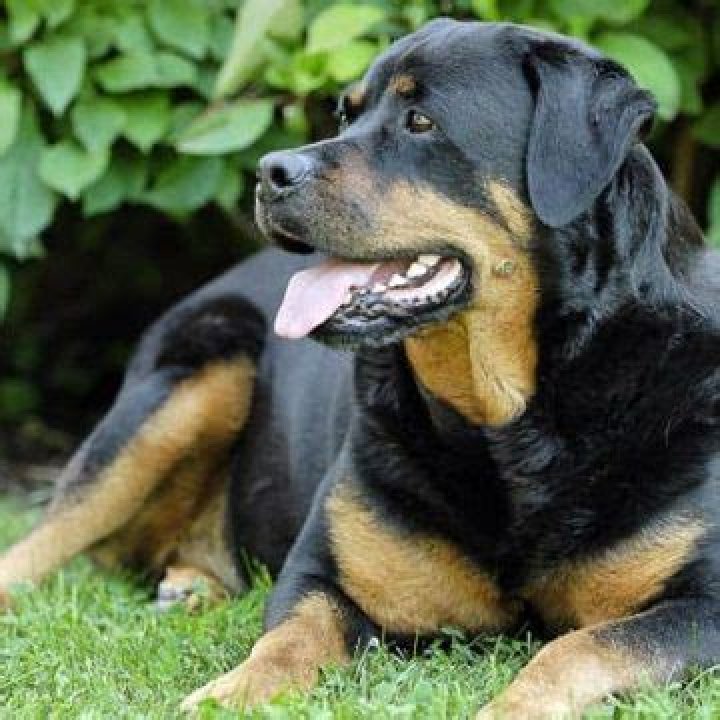 Can rottweilers live in apartments?