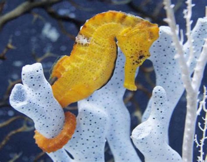 Can seahorses be pets?