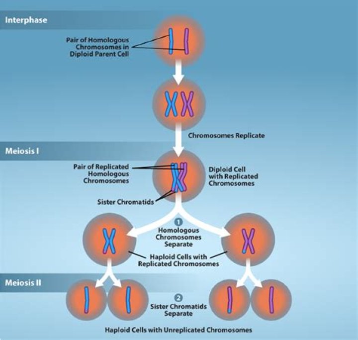 Can somatic cells undergo meiosis?