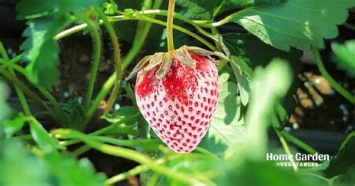 Can strawberry plants survive frost?