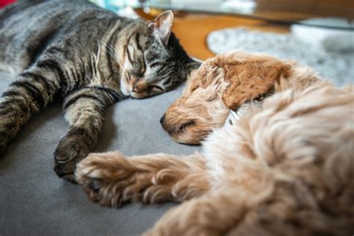 Can terriers get along with cats?