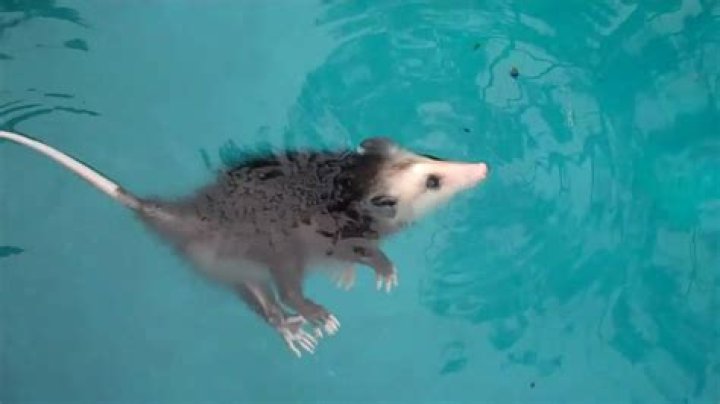 Can the colocolo opossum swim?