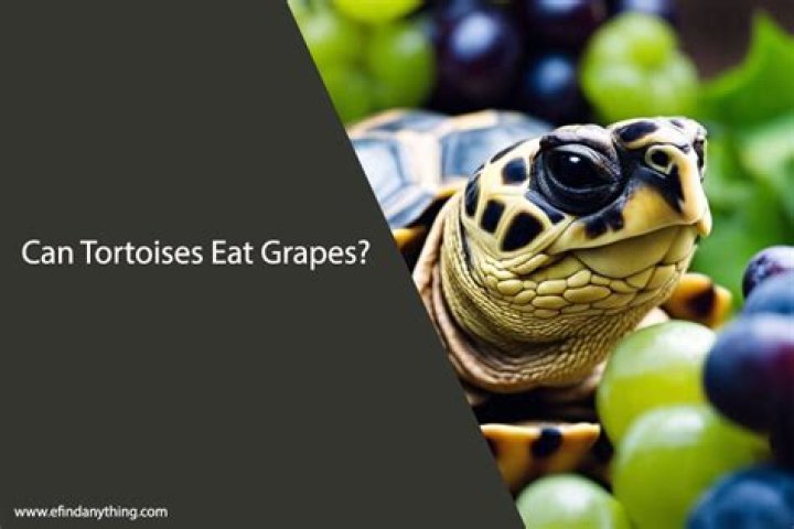 Can tortoises eat grapes?