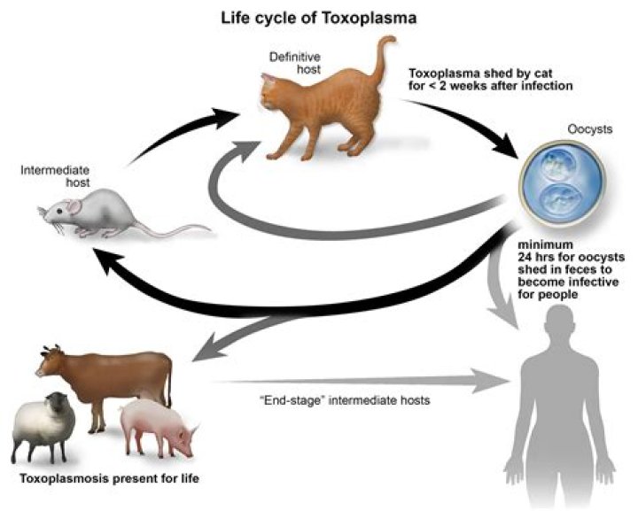 Can toxoplasmosis be cured?