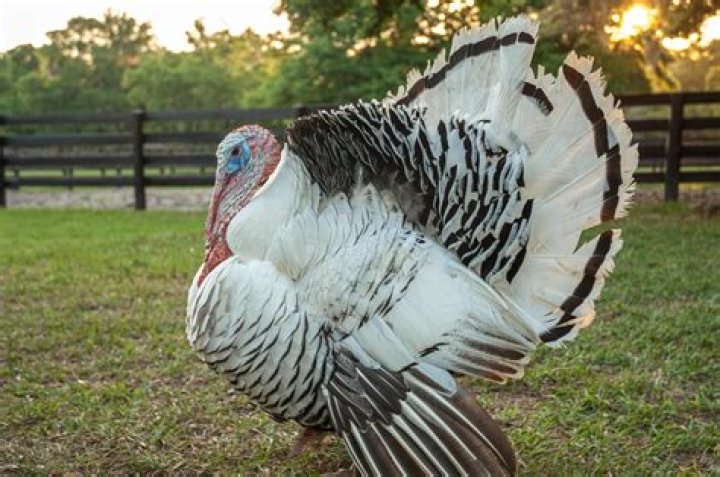 Can turkeys breed naturally?
