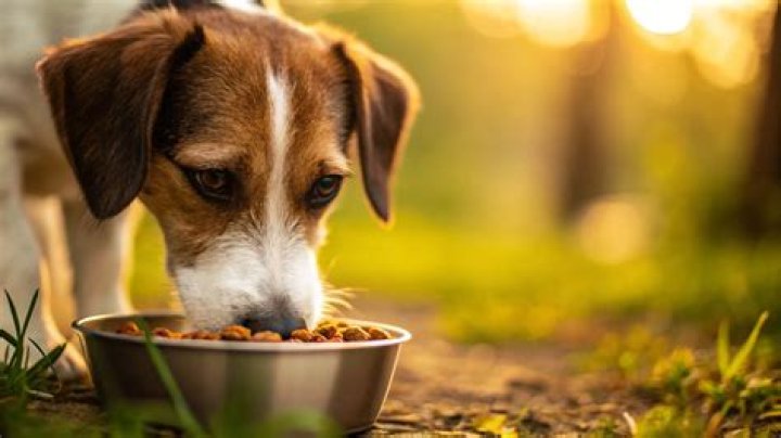 Can underfeeding a dog cause weight gain?