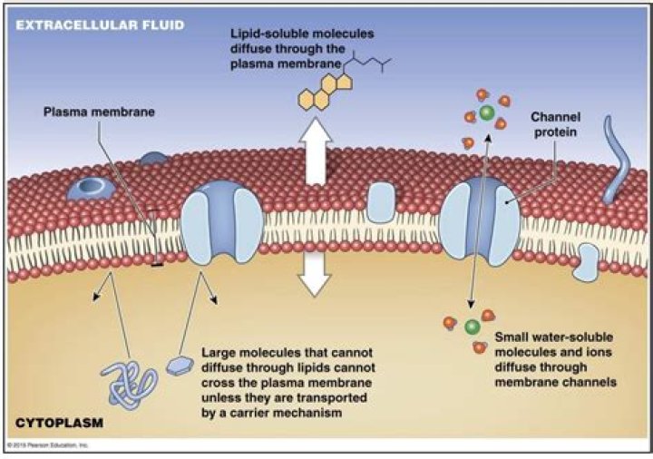 Can water diffuse through a cell membrane?