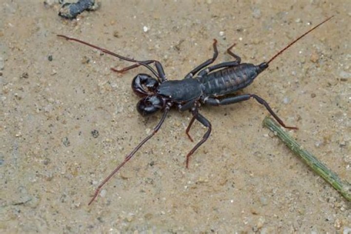 Can whip scorpion bite?