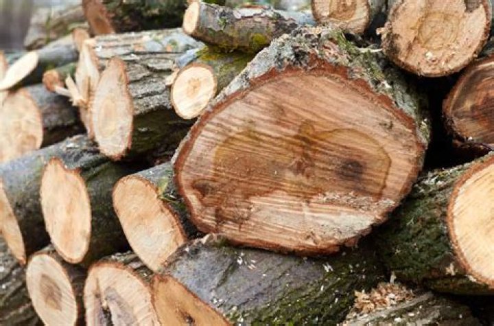 Can you burn willow wood?