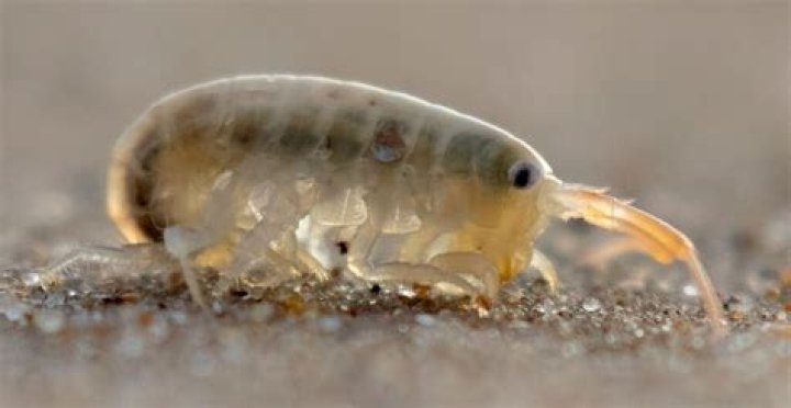 Can you eat amphipods?