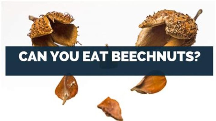 Can you eat beechnuts?