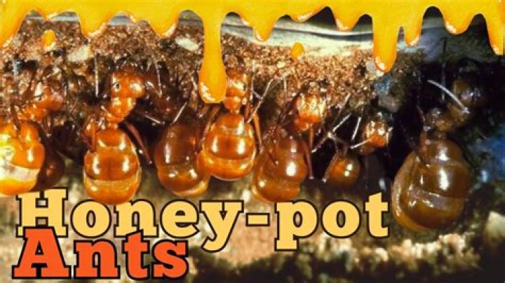 Can you eat honeypot ants?