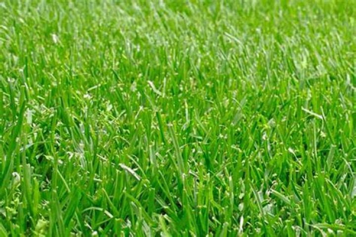 Can you fertilize wet grass?