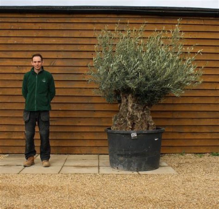 Can you hard prune an olive tree?