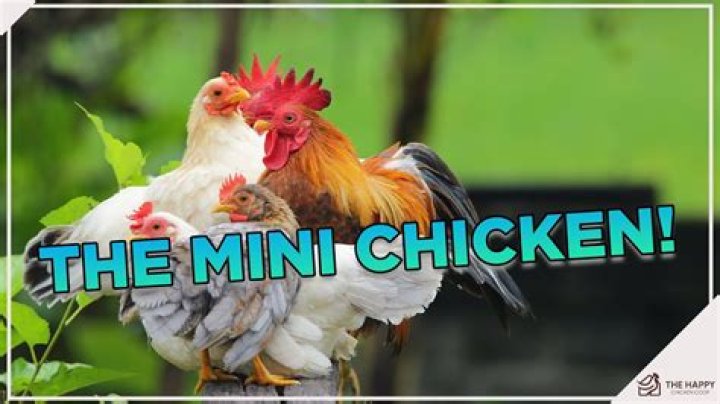 Can you have chickens in webster groves?