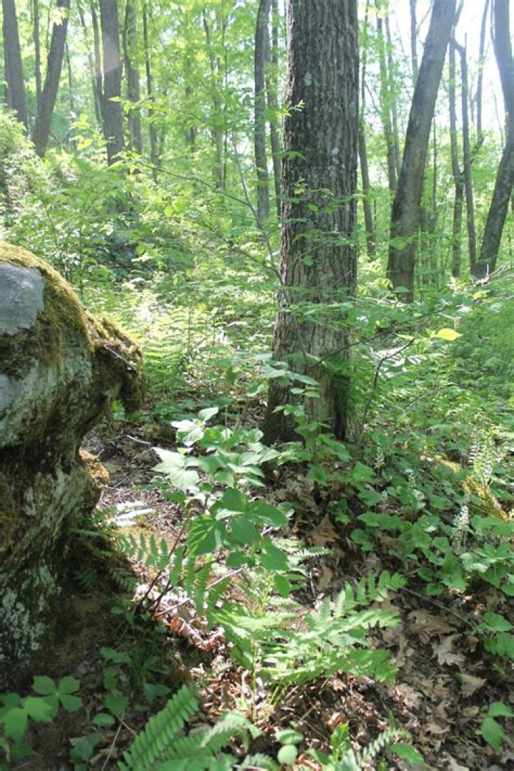 Can you hunt zaleski state forest?