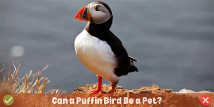 Can you own a puffin?