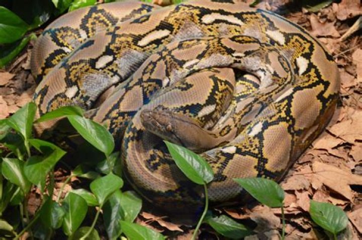 Can you own a reticulated python in texas?