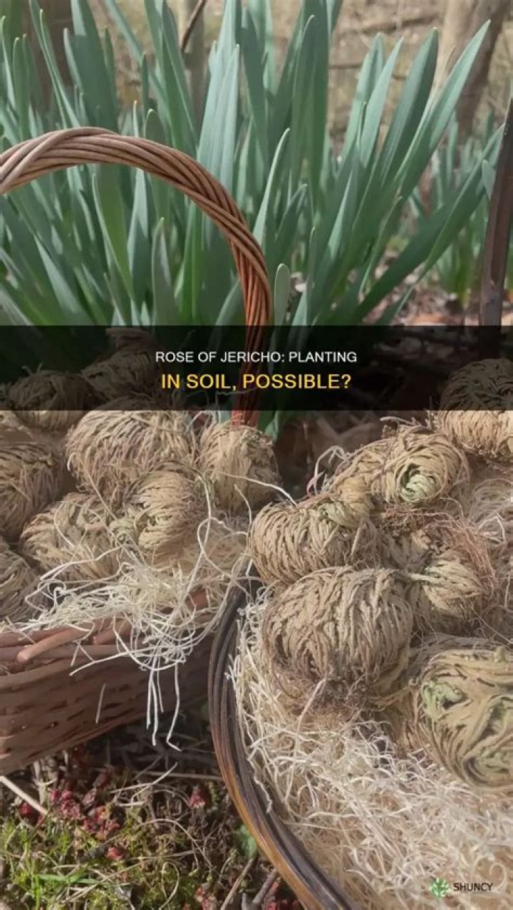 Can you plant rose of jericho in soil?