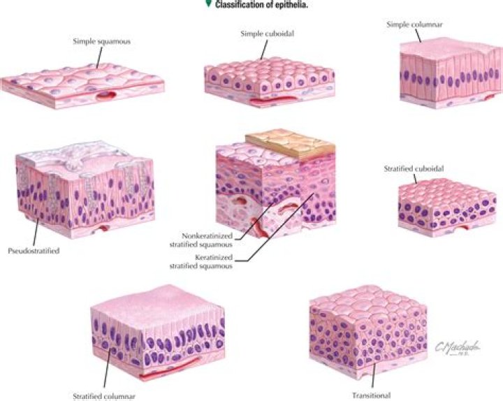 Can you pop areolar glands?