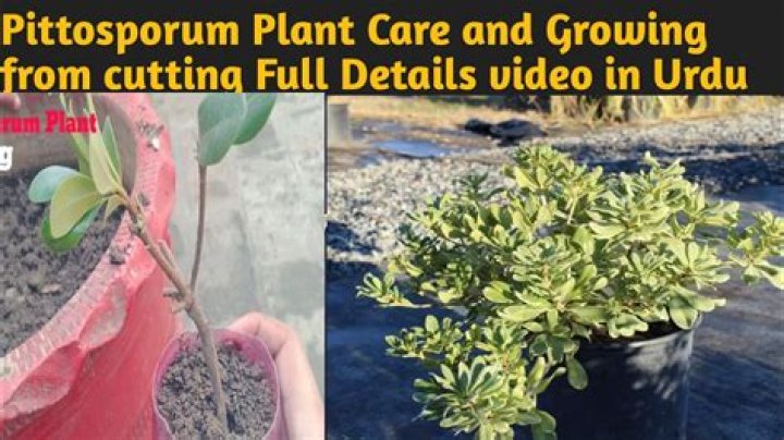 Can you propagate pittosporum?