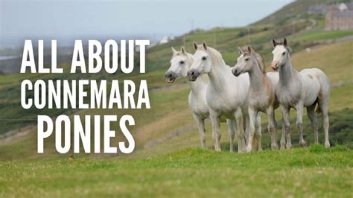 Can you ride connemara pony?