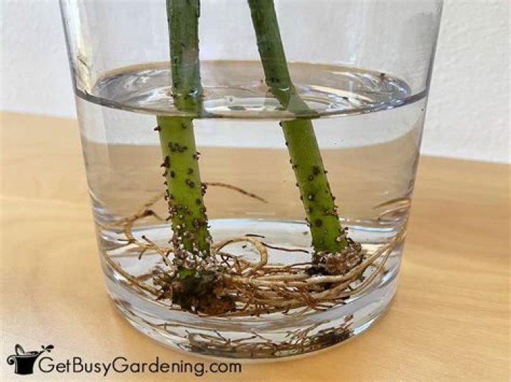 Can you root stephanotis in water?