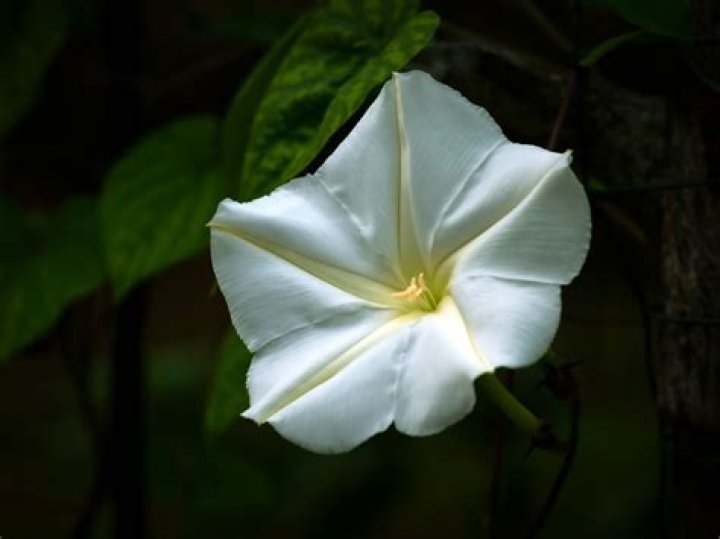 Can you touch a moon flower?