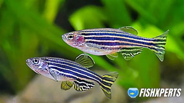 Can zebra fish live with zebrafish?