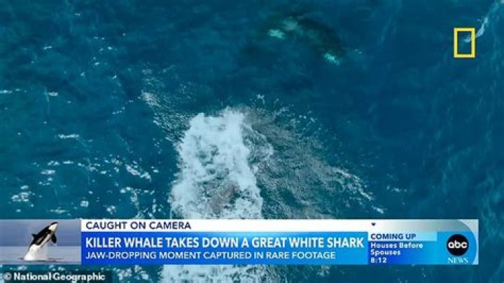 Could an orca kill a great white?